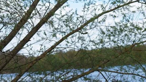 Tree shadows Stock Photos