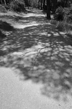 Tree shadows Stock-Fotos