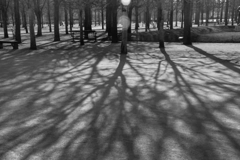 Tree Shadows Stock Photos
