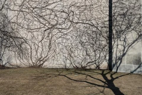 Tree shadows Stock Photos