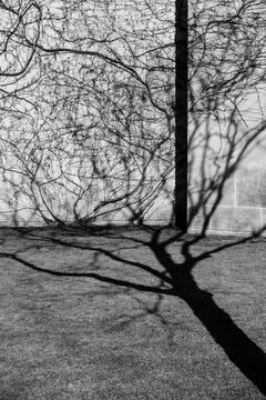 Tree shadows Stock Photos