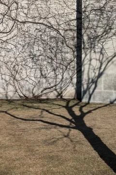 Tree shadows Stock Photos