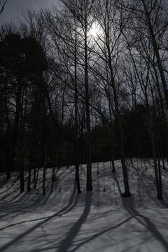 Tree Shadows on Snow During Wolf Moon Stock Photos