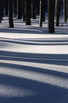 Tree shadows on snow 库存照片