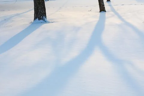 Tree shadows on snow Stock Photos