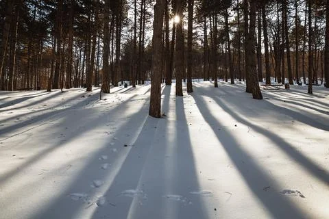 Tree shadows on the snow Stock Photos