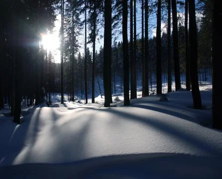 Tree shadows on snow, with sun 库存照片