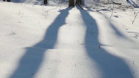 Tree Shadows on the Snow in Winter 库存影片 85060199