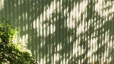 Tree Shadows Swaying on Old Wall, Concept of Natural Rhythm Видео 336470309
