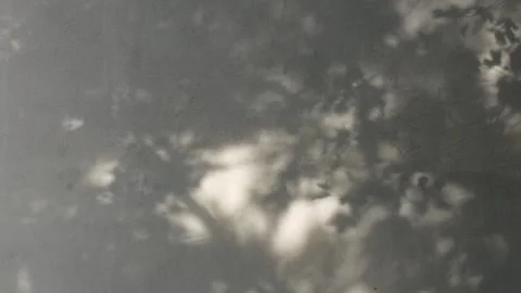 Tree shadows on the wall. Video stock 250864051