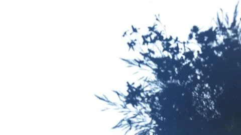 Tree shadows on the wall, sunlight. Abstract bokeh background. Classic blue Stock Photos