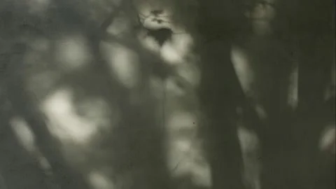 Tree shadows on the wall, time-lapse. Stock Footage 250864009