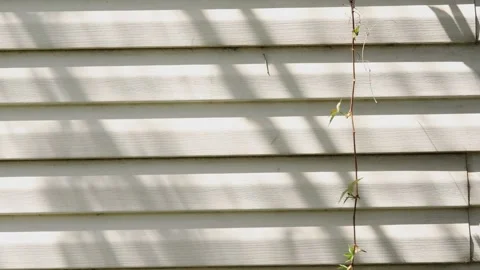Tree shadows on white wooden wall Video stock 188835554