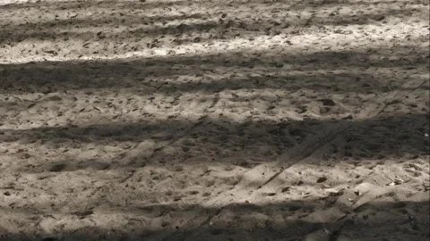 Tree shadows on the yellow sand. Stock Footage 285044604