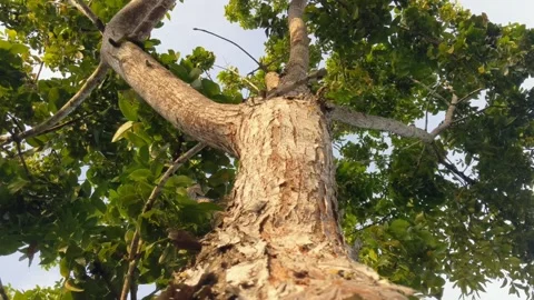 Tree with shady leaves Stock Footage 287473379