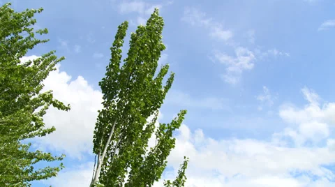 Tree shaken by the wind with fast clouds in the blue sky Stock Footage 38698355