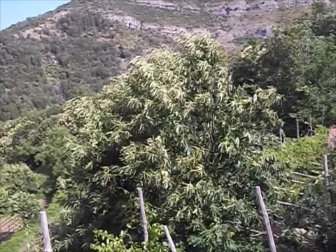 Tree shaken by the wind in the mountains Stock Footage 135085180