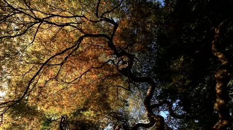 Tree that shakes to wind Stock-Footage 796944