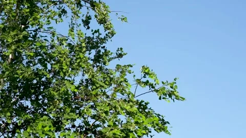 Tree shaking on the wind with blue sky Stock Footage 156855979