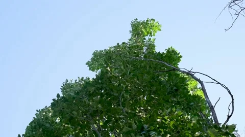 Tree shaking on the wind with blue sky Stock Footage 156855996