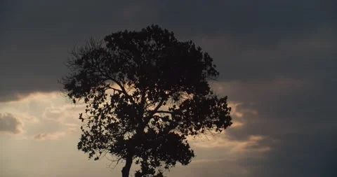 Tree Shaking in the wind during Golden Hour Video stock 194853430