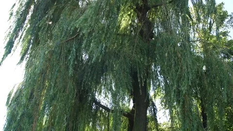 Tree shaking from wind Stock-Footage 78412939