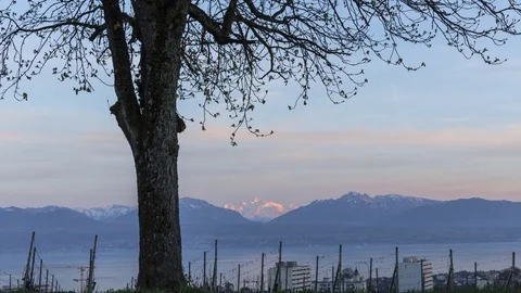 Tree shape and view on Geneva lake and Mont-Blanc - Switzerland Timelapse Stock-Footage 74102266