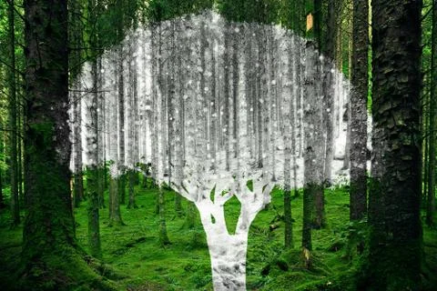 Tree shape cutout of a winter scene in the middle of a summer forest landscape. Foto stock