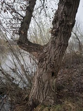 Tree in shape of number four. Unique tree on lake shore in spring Stock Photos