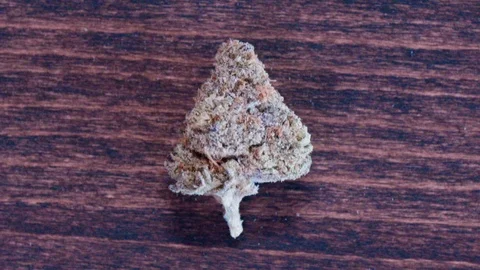 Tree shaped cannabis Stock Footage 101039475