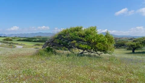 Tree Shaped by Strong Mistral Wind in Sardinian Countryside Photos