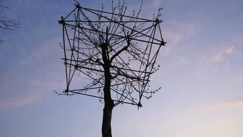 Tree Shaping Art, Germany Video stock 89520421