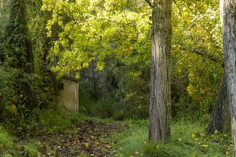 A tree with a shed in the background Stock Photos