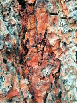 Tree shell texture detail pattern Stock Photos