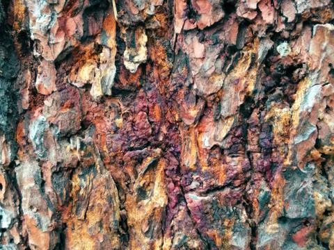 Tree shell texture detail pattern Stock Photos