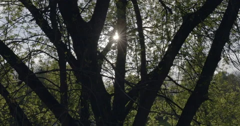 Tree Shining Between Branches Stock Footage 194408470