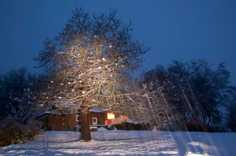 A tree shining in the night Stock Photos