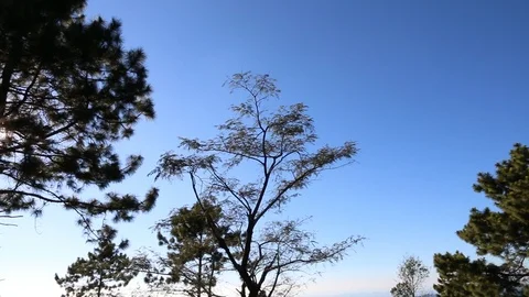 Tree with shining sun at clear blue sky. Stock-Footage 111133490