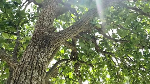 Tree shining through with sun Stock Footage 156936417