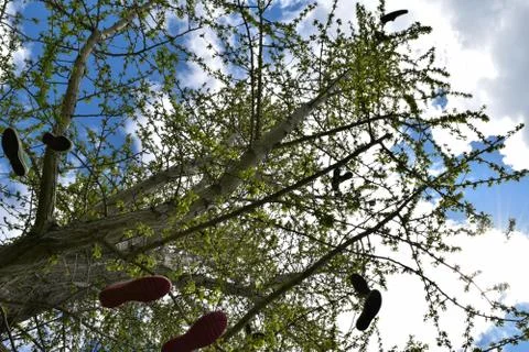 Tree of shoes 2 写真素材