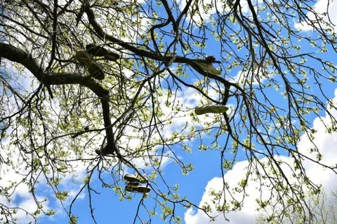 Tree of Shoes 스톡 사진