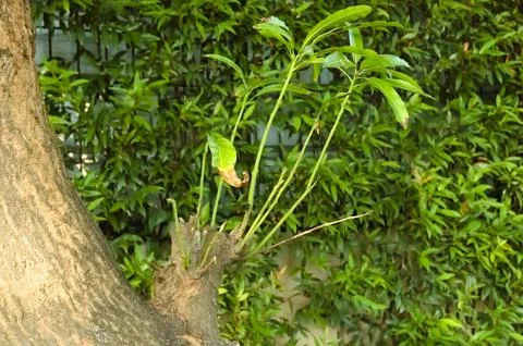 A tree shoot that grows from a cut tree branch. Stock-Fotos