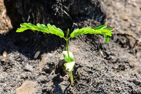 Tree shoot rising in the midst of ashes Stock Photos