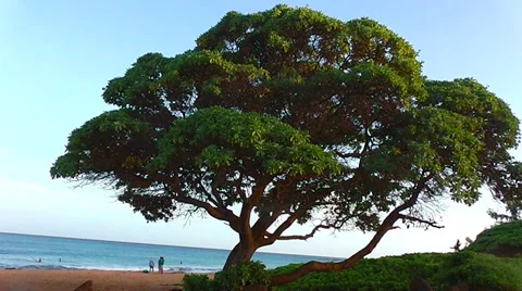 Tree on the shore Stock Footage 36228995