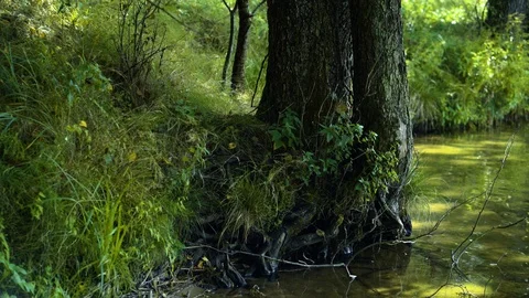 Tree on the shore of a lake Video stock 94358616
