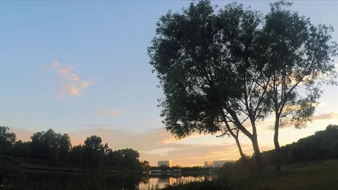 Tree on the shore of lake at sunset Stock Footage 82368664