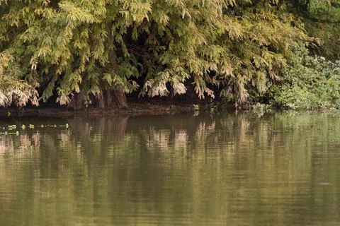 Tree at the Shore Stock-Fotos