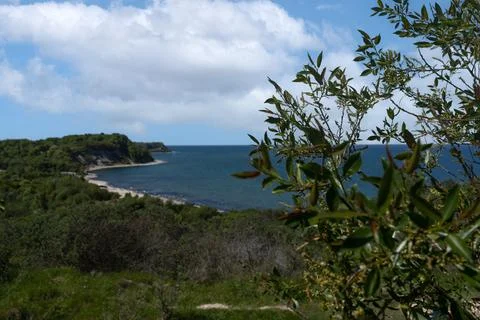 Tree on the shore 写真素材