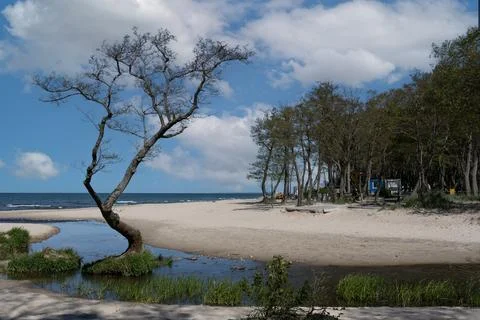 Tree on the shore Stock Photos