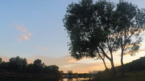 Tree on the shore of a pond at sunset Stock Footage 82367831